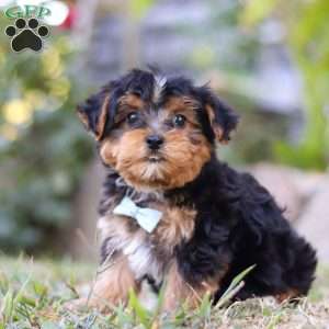 Parker, Yorkie Poo Puppy